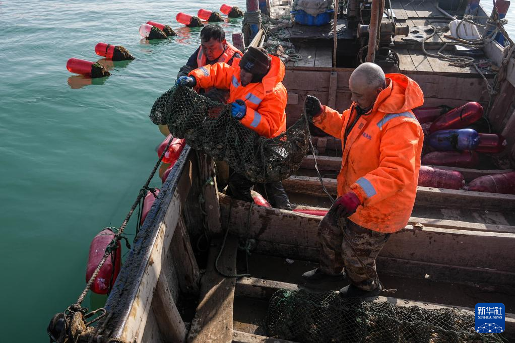 山东长岛:“海上春耕”生产忙