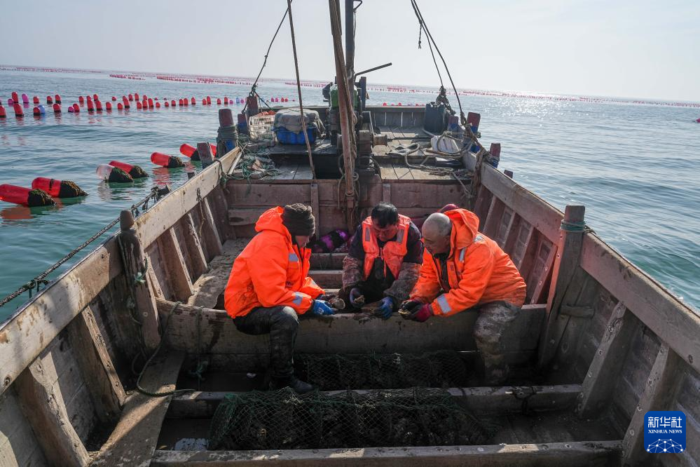 山东长岛:“海上春耕”生产忙