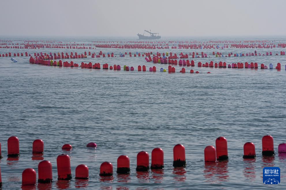 山东长岛:“海上春耕”生产忙