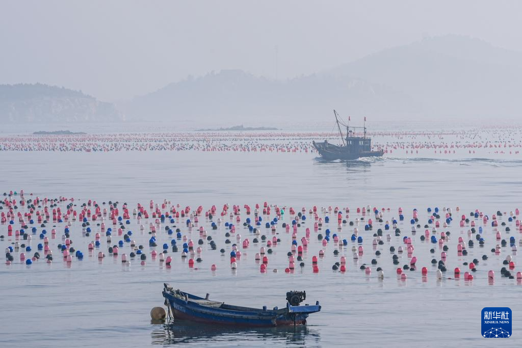 山东长岛:“海上春耕”生产忙