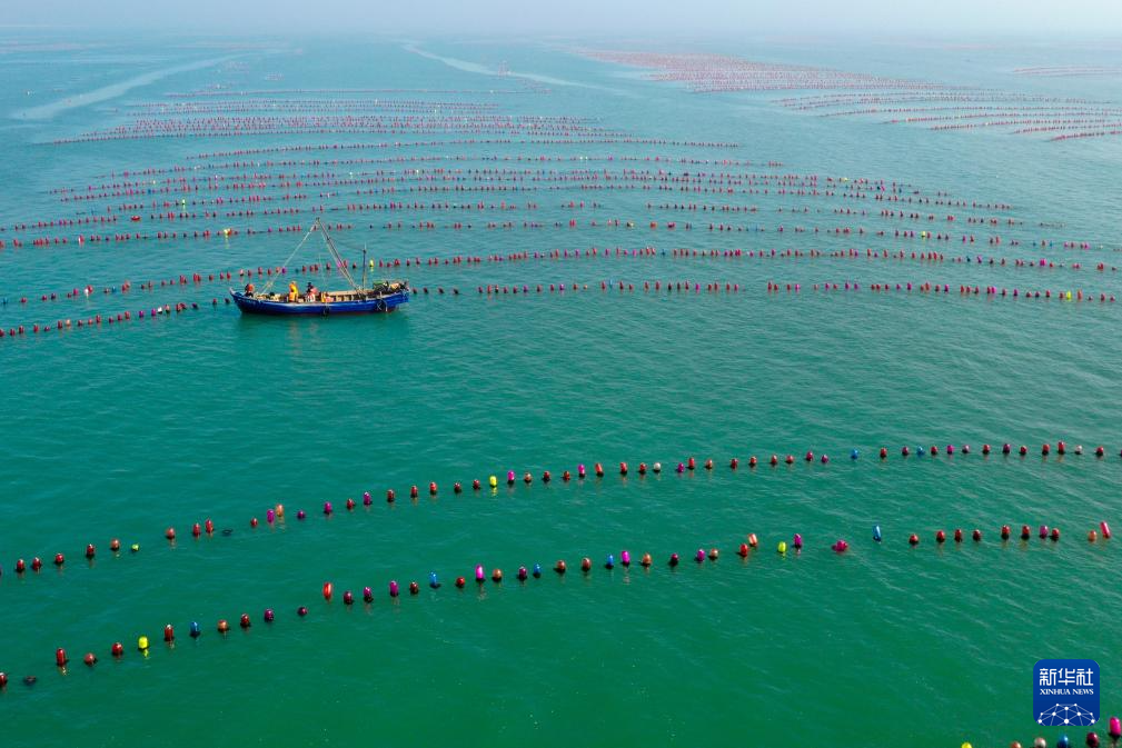 山东长岛:“海上春耕”生产忙