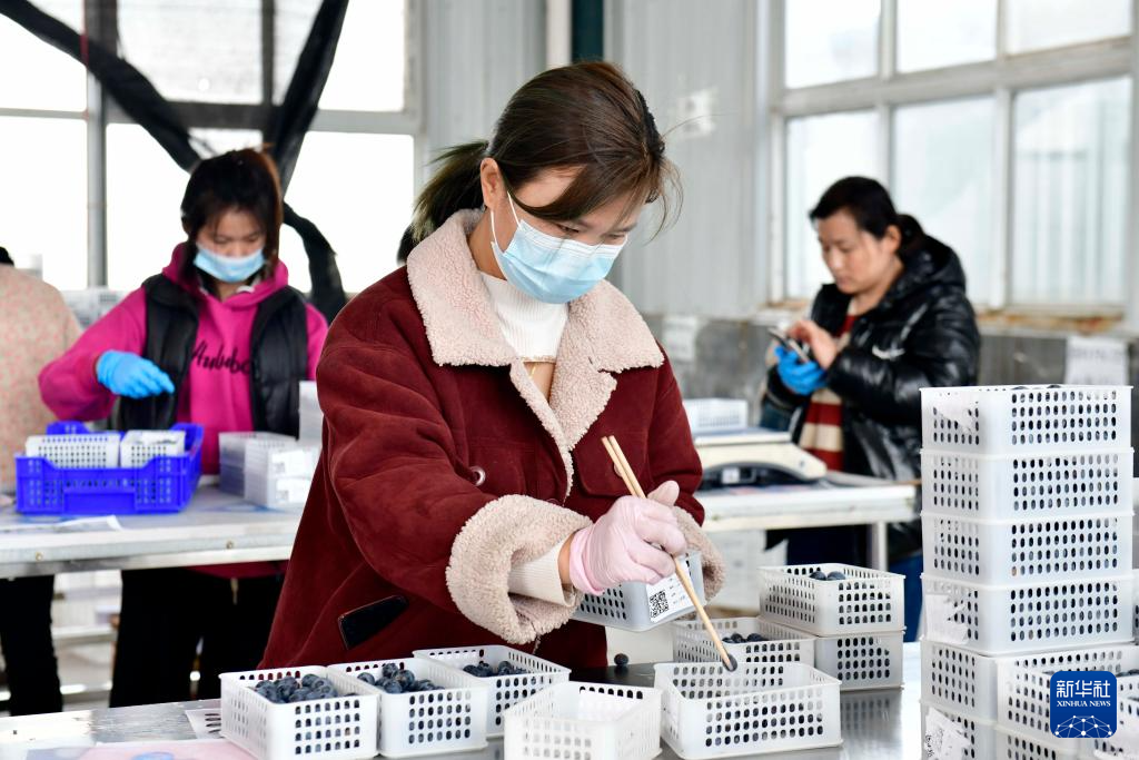 山东巨野：培育壮大县域富民产业