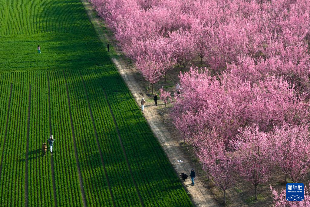 西安鄠邑：梅花盛开春意浓