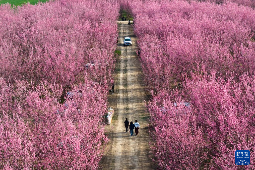 西安鄠邑：梅花盛开春意浓