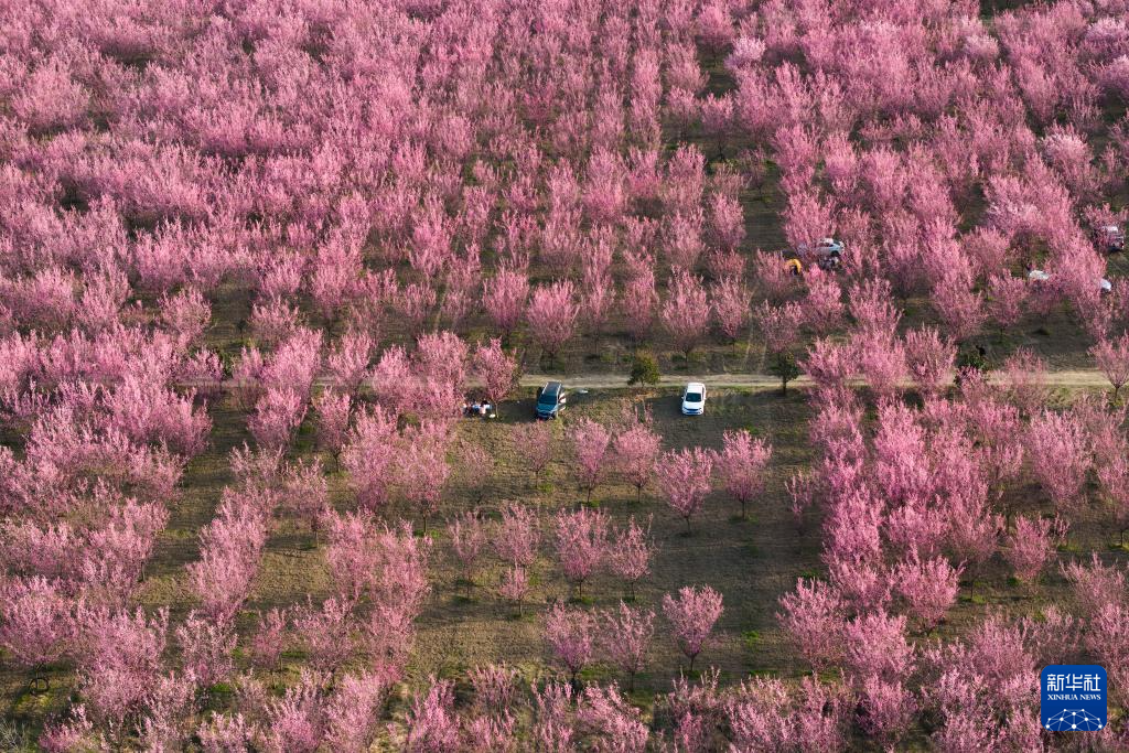 西安鄠邑：梅花盛开春意浓