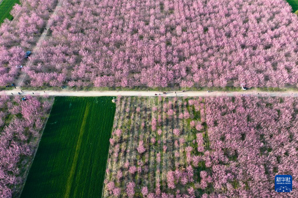 西安鄠邑：梅花盛开春意浓