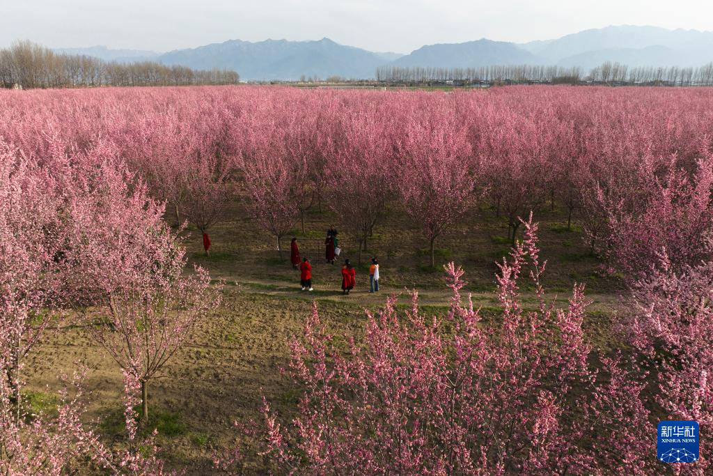 西安鄠邑：梅花盛开春意浓