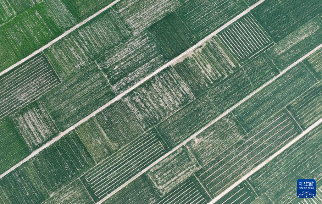 陕西临潼：春分至 农事忙