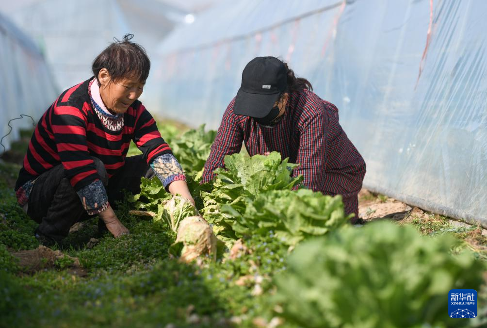 陕西临潼：春分至 农事忙