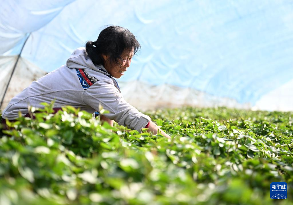 陕西临潼：春分至 农事忙