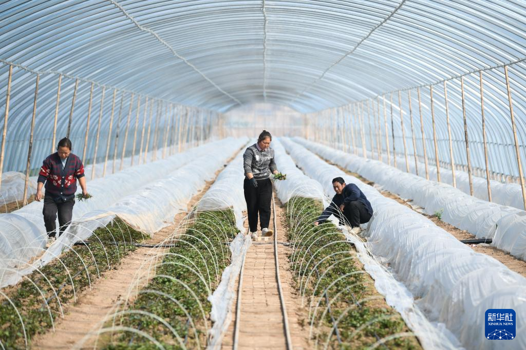 陕西临潼：春分至 农事忙