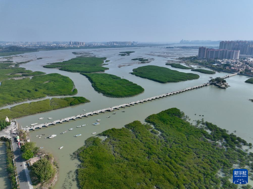 福建泉州：古桥红树共潮生