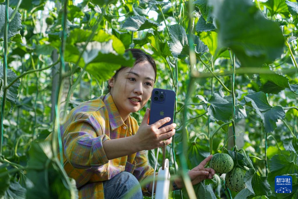 山东莘县:瓜果飘香产业兴