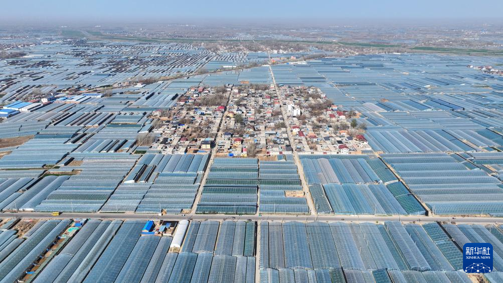 山东莘县:瓜果飘香产业兴