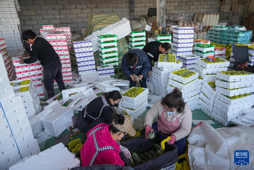 山东莘县:瓜果飘香产业兴