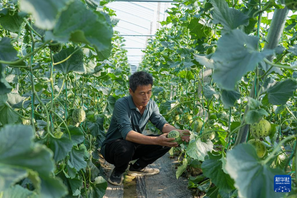 山东莘县:瓜果飘香产业兴