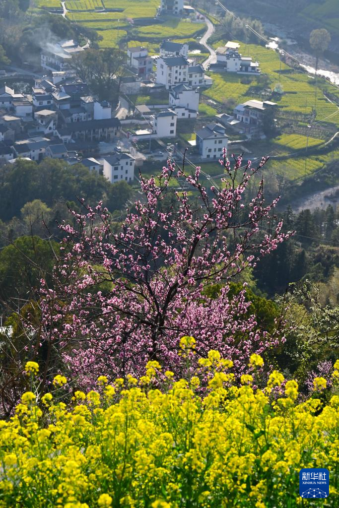 安徽歙县：花满山野春意浓
