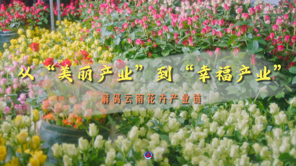 解码云南花卉产业链——从“美丽产业”到“幸福产业”