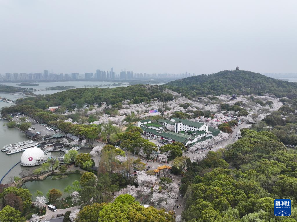 江苏无锡：鼋头渚樱花盛放引游人