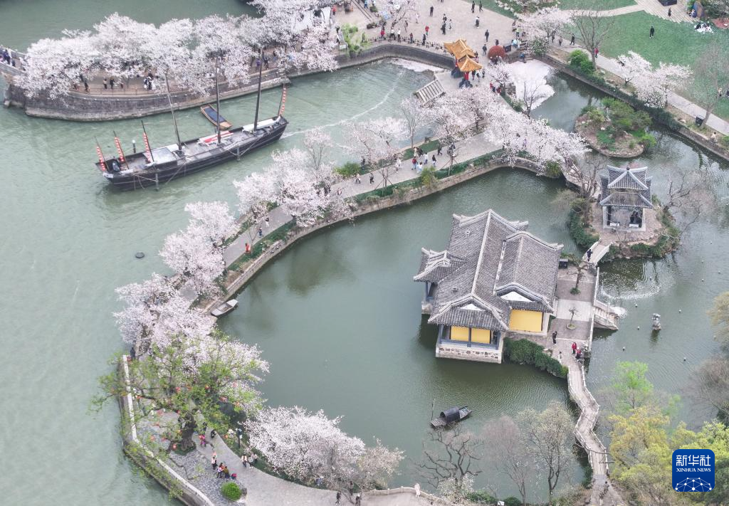 江苏无锡：鼋头渚樱花盛放引游人