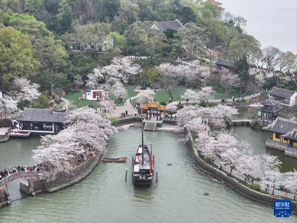 江苏无锡：鼋头渚樱花盛放引游人