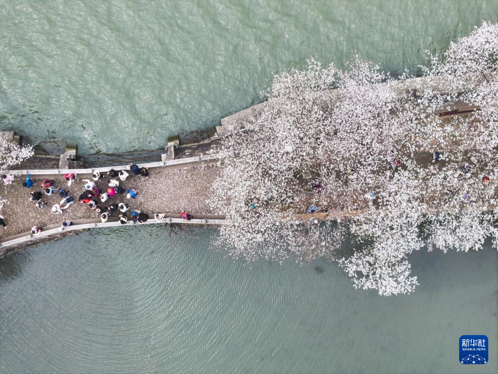 江苏无锡：鼋头渚樱花盛放引游人