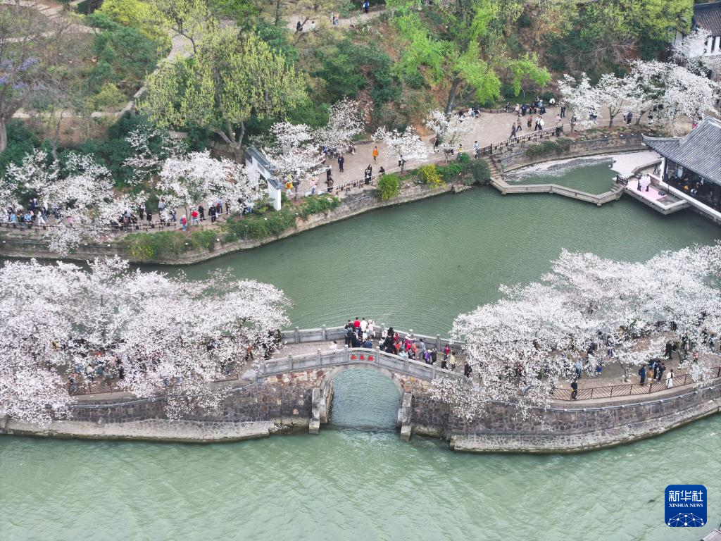 江苏无锡：鼋头渚樱花盛放引游人