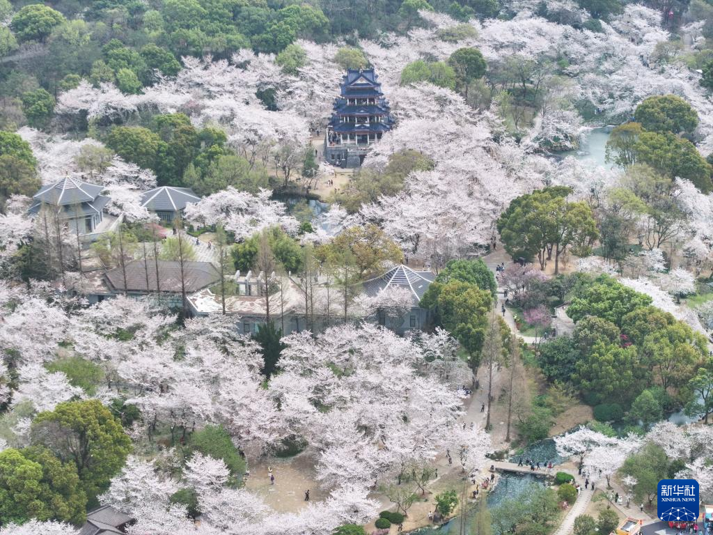 江苏无锡：鼋头渚樱花盛放引游人