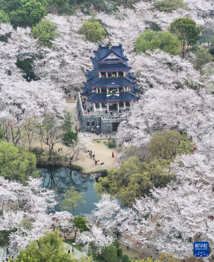 江苏无锡：鼋头渚樱花盛放引游人