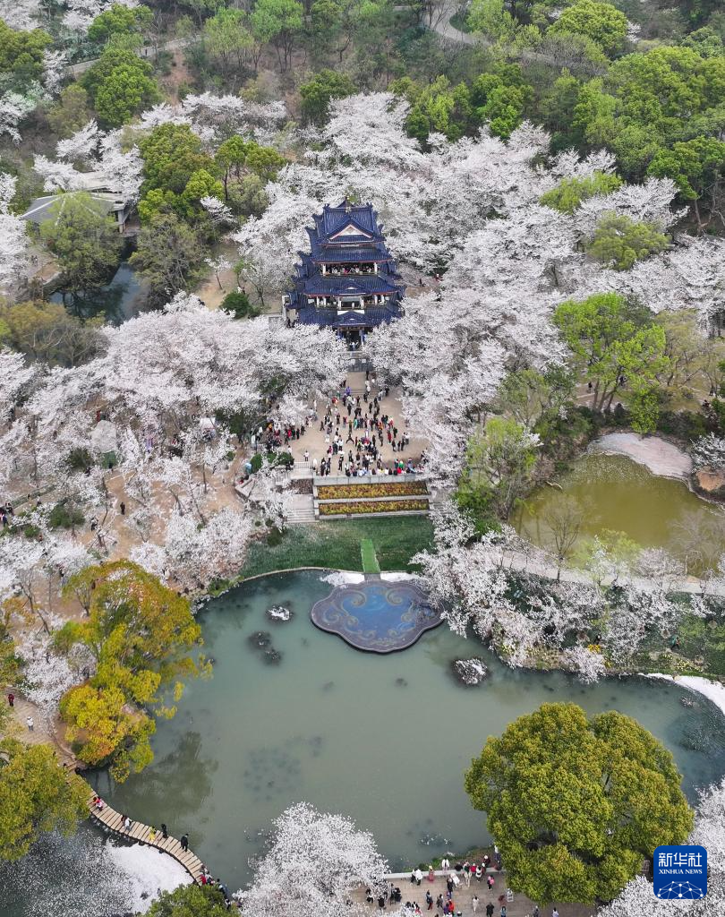 江苏无锡：鼋头渚樱花盛放引游人