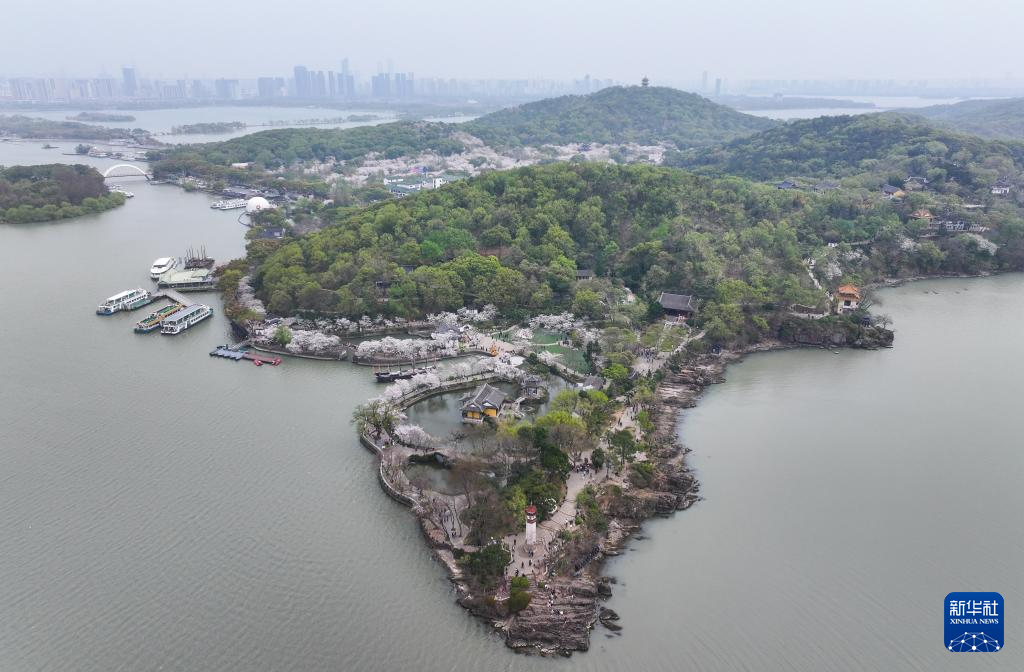 江苏无锡：鼋头渚樱花盛放引游人