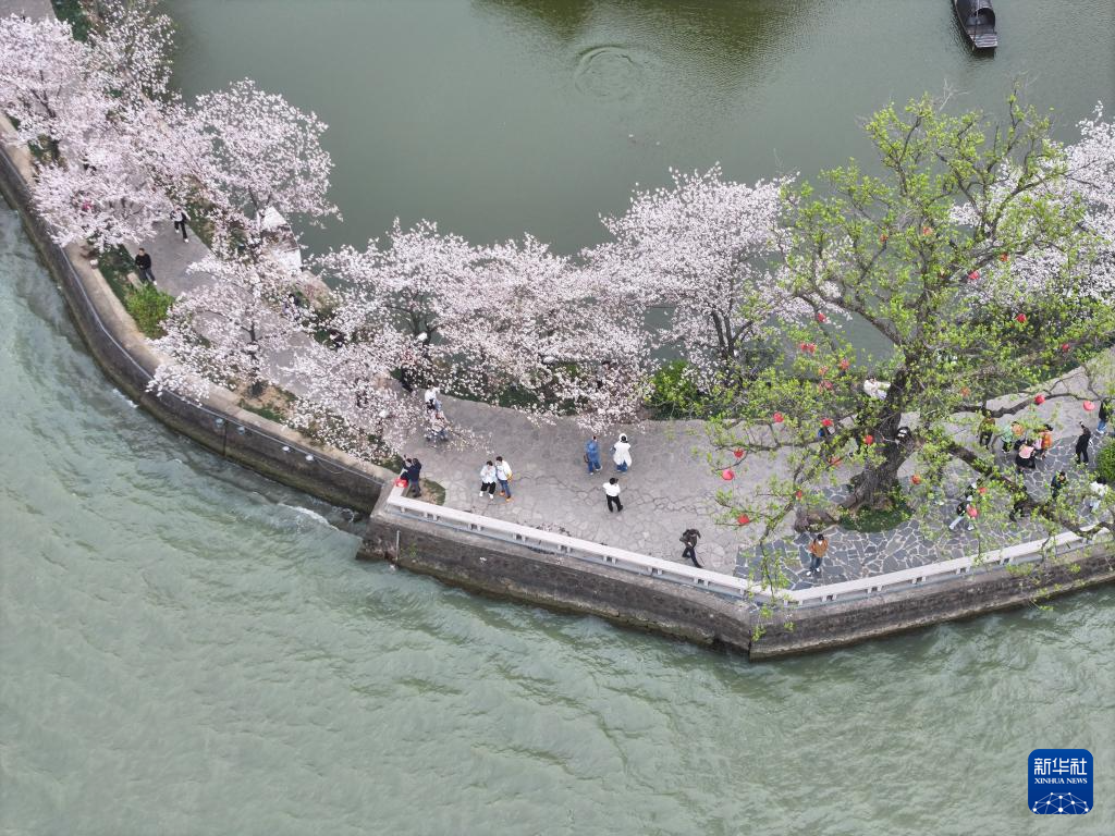 江苏无锡：鼋头渚樱花盛放引游人