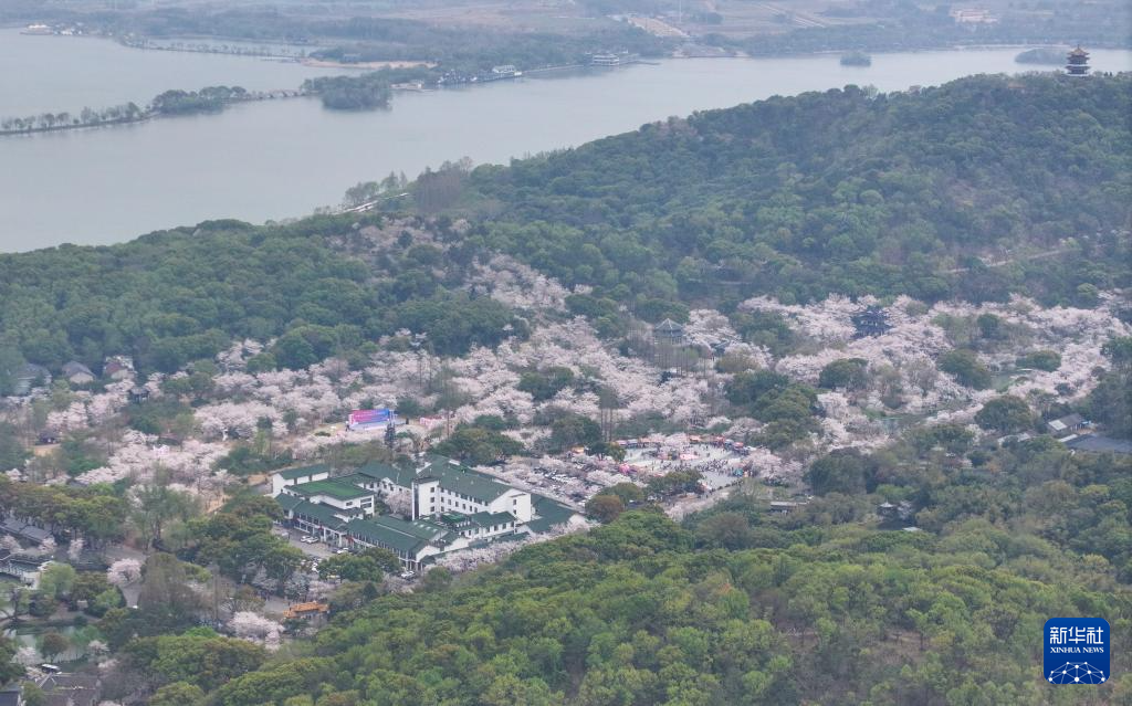 江苏无锡：鼋头渚樱花盛放引游人
