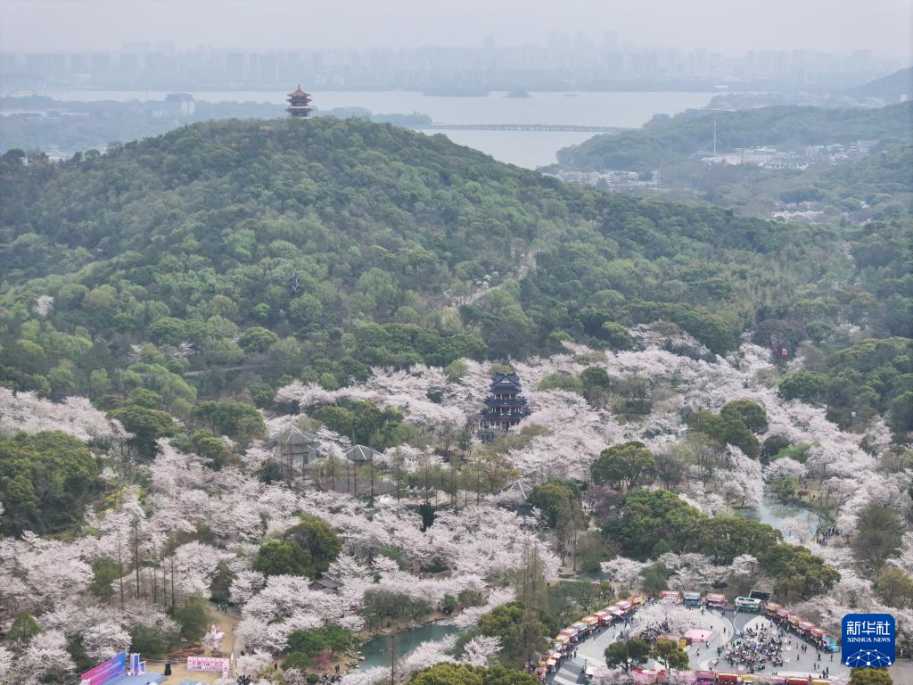 江苏无锡：鼋头渚樱花盛放引游人