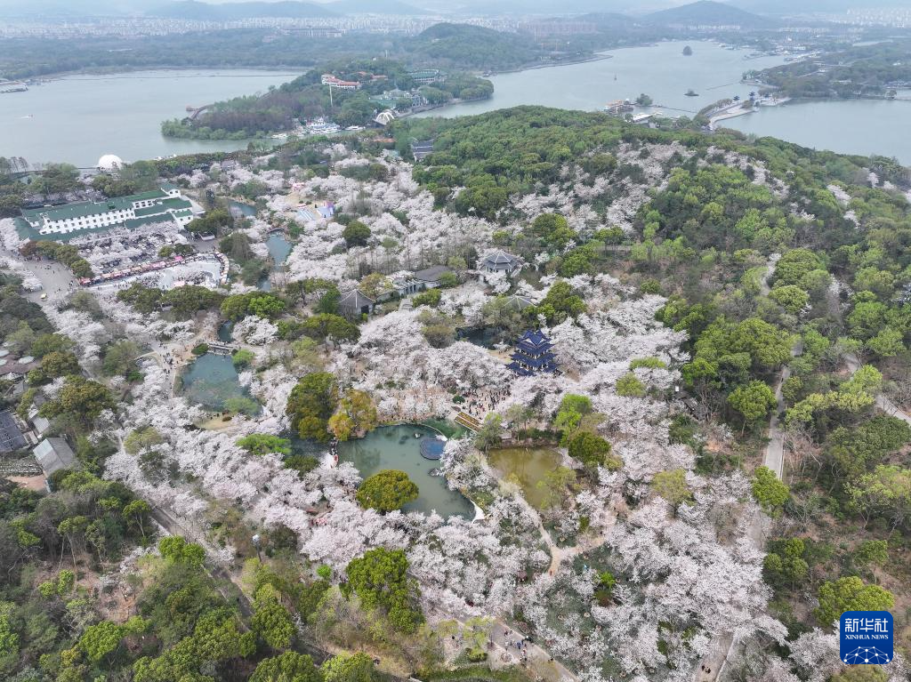 江苏无锡：鼋头渚樱花盛放引游人