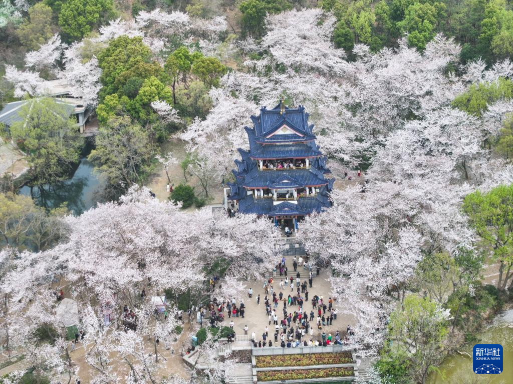 江苏无锡：鼋头渚樱花盛放引游人