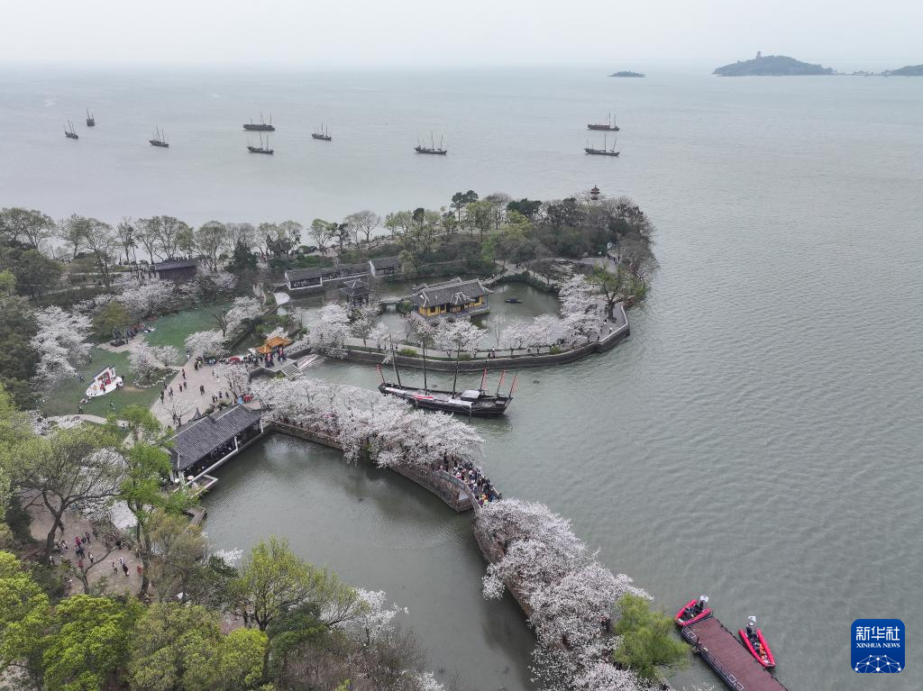 江苏无锡：鼋头渚樱花盛放引游人