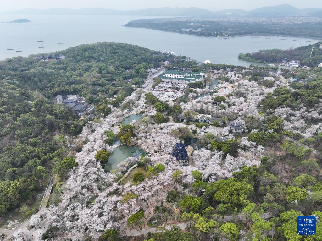 江苏无锡：鼋头渚樱花盛放引游人