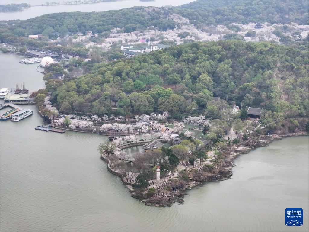 江苏无锡：鼋头渚樱花盛放引游人