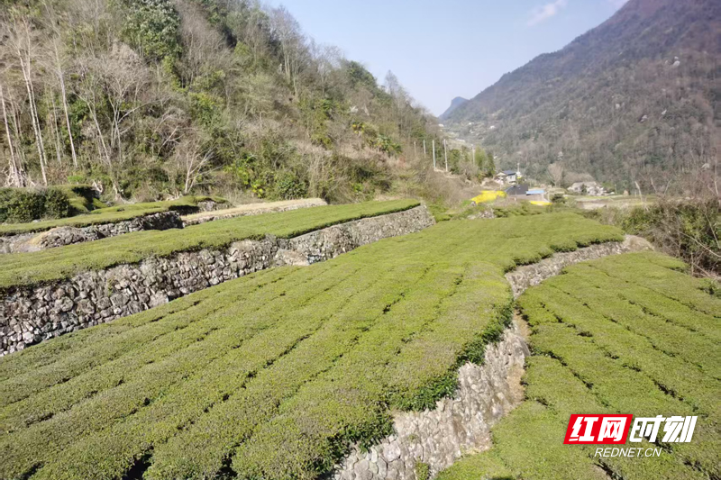 金融活水润沃土 石门县创新农担服务模式赋能乡村振兴