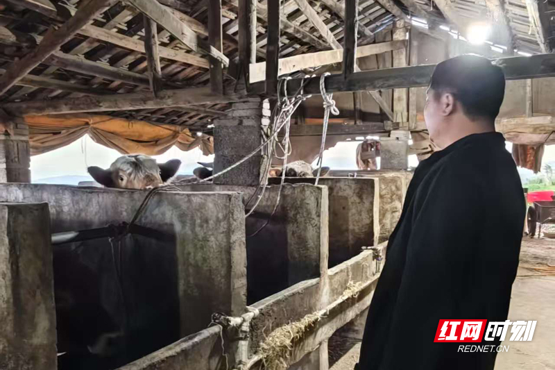 金融活水润沃土 石门县创新农担服务模式赋能乡村振兴