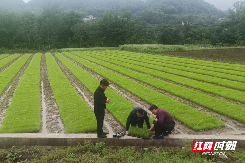 金融活水润沃土 石门县创新农担服务模式赋能乡村振兴