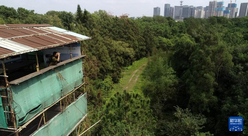 顺德“鸟叔”廿七载守护“鹭鸟天堂”