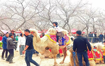 乌什：以杏为媒 拓宽群众增收致富路