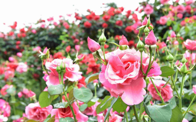 重庆永川：百亩玫瑰绽放农旅融合发展新“花”样