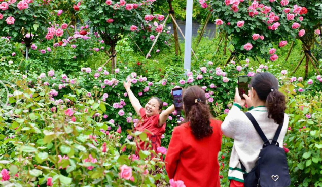重庆永川：百亩玫瑰绽放农旅融合发展新“花”样