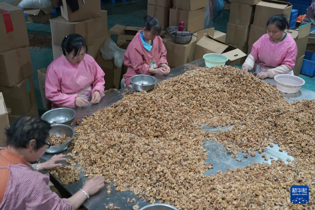 陕西洛南:小核桃“种”出大产业