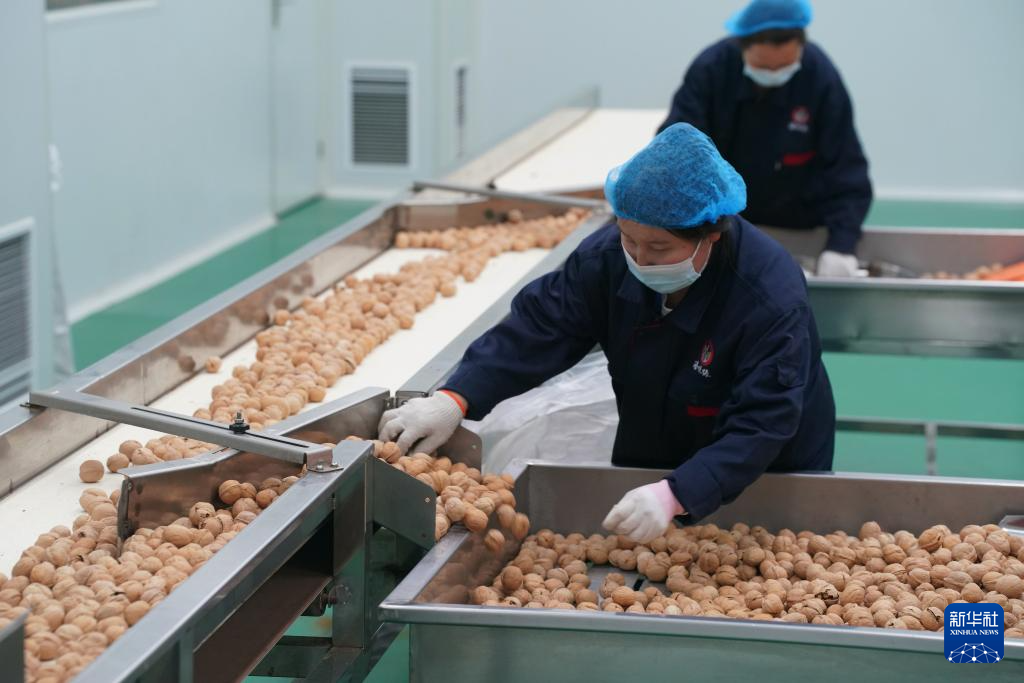 陕西洛南:小核桃“种”出大产业