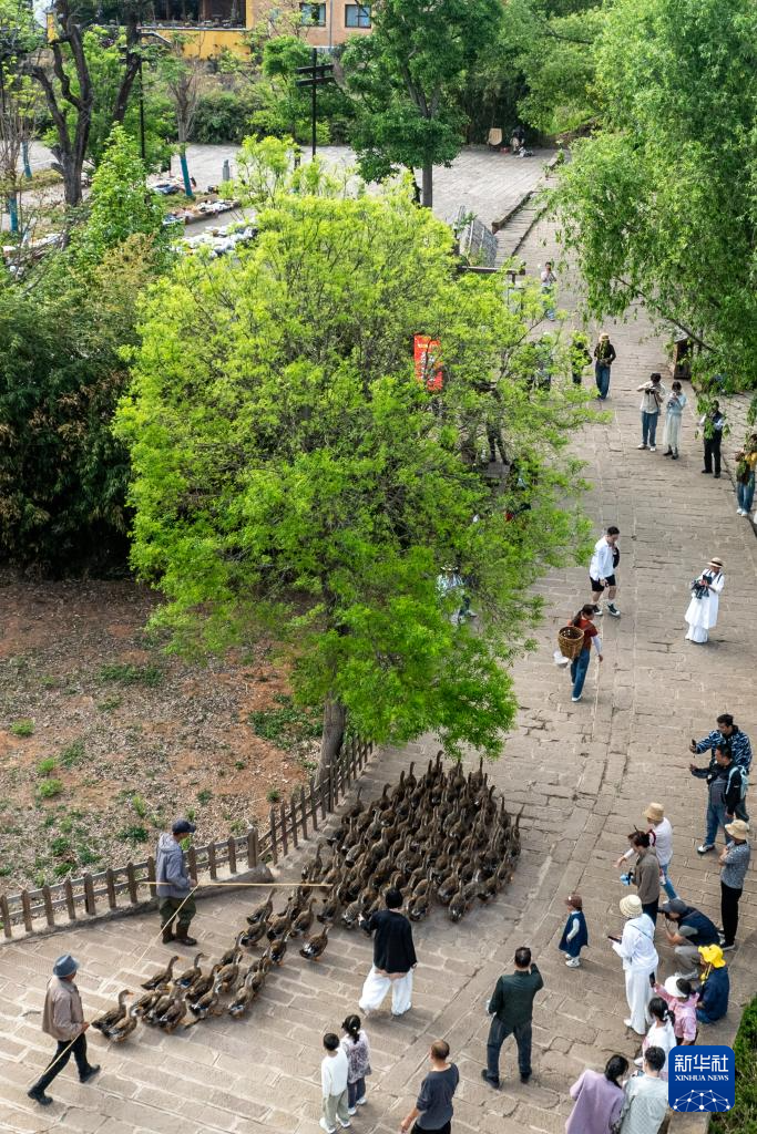 传统村落人文影像志｜沙溪镇：茶马古道千年古镇的“新生密码”