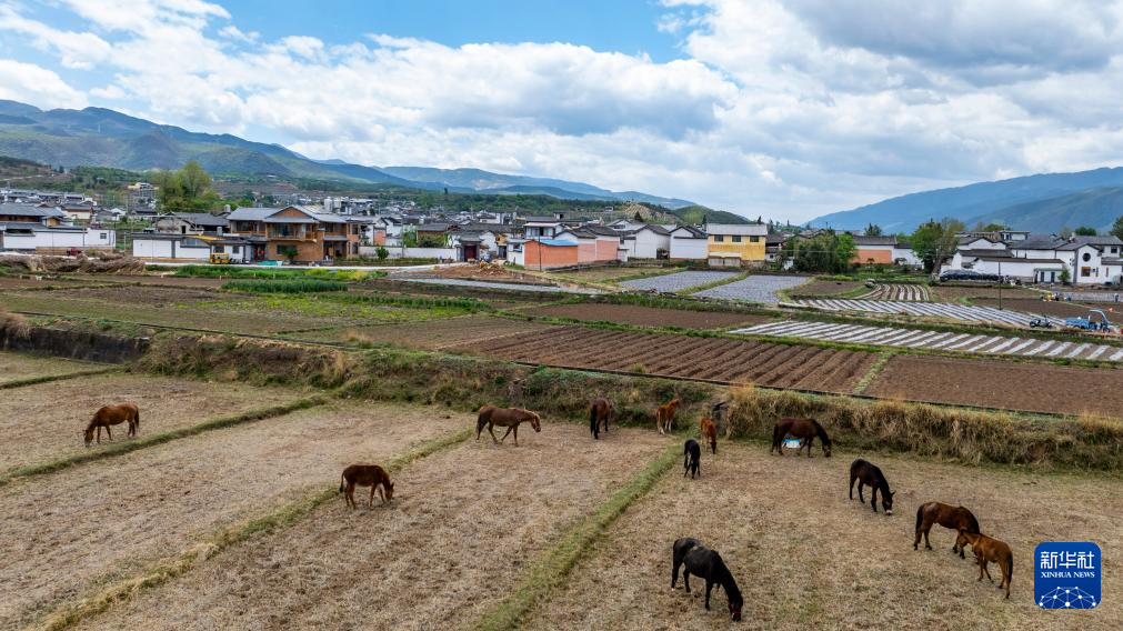传统村落人文影像志｜沙溪镇：茶马古道千年古镇的“新生密码”